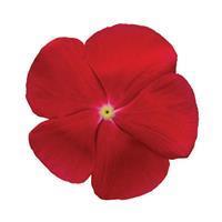 Titan Really Red Vinca