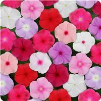 Titan Mixture Vinca