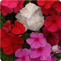 Titan Clear Mixture Vinca