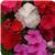 Titan Clear Mixture Vinca