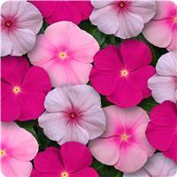 Titan Bubble Gum Mixture Vinca