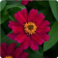 Zahara™ Cherry Zinnia