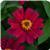 Zahara™ Cherry Zinnia
