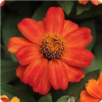 Zahara™ Fire Zinnia