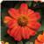 Zahara™ Fire Zinnia