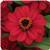 Zahara™ Raspberry Zinnia