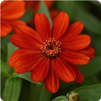 Zahara™ Red Zinnia