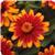 Zahara™ Sunburst Zinnia