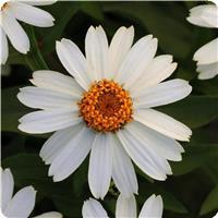 Zahara™ White Zinnia
