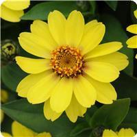 Zahara™ Yellow Zinnia