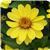 Zahara™ Yellow Zinnia