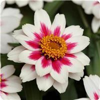 Zahara™ Starlight Rose Zinnia