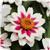 Zahara™ Starlight Rose Zinnia