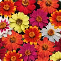 Zahara™ Mixture Zinnia
