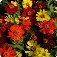 Zahara™ Bonfire Mixture Zinnia