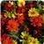 Zahara™ Bonfire Mixture Zinnia