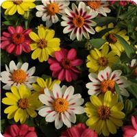 Zahara™ Raspberry Lemonade Mixture Zinnia