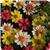 Zahara™ Raspberry Lemonade Mixture Zinnia