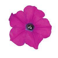 Wave™ Lavender Spreading Petunia