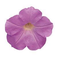 Wave™ Misty Lilac Spreading Petunia