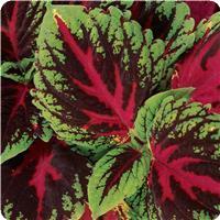 Kong™ Red Coleus, Premium Shade