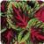Kong™ Red Coleus, Premium Shade