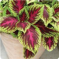 Kong™ Rose Coleus, Premium Shade