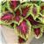 Kong™ Rose Coleus, Premium Shade
