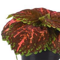 Kong™ Salmon Pink Coleus, Premium Shade