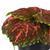 Kong™ Salmon Pink Coleus, Premium Shade