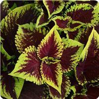 Kong™ Scarlet Coleus, Premium Shade