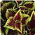 Kong™ Scarlet Coleus, Premium Shade