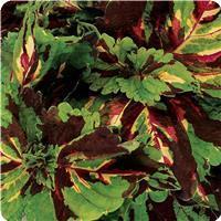 Kong™ Mosaic Coleus, Premium Shade
