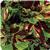 Kong™ Mosaic Coleus, Premium Shade