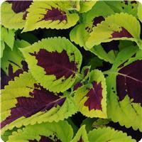 Kong™ Lime Sprite Coleus, Premium Shade