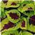 Kong™ Lime Sprite Coleus, Premium Shade