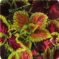 Kong™ Empire Mixture Coleus, Premium Shade