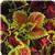 Kong™ Empire Mixture Coleus, Premium Shade