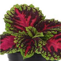 Coleus, Premium Shade Kong Jr. Rose 