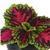 Kong Jr. Rose Coleus, Premium Shade