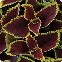 Coleus, Premium Shade Kong Jr. Scarlet 