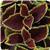 Kong Jr. Scarlet Coleus, Premium Shade