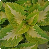 Coleus, Premium Shade Kong Jr. Green Halo 