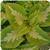 Kong Jr. Green Halo Coleus, Premium Shade