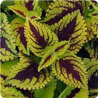 Coleus, Premium Shade Kong Jr. Lime Vein 