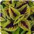 Kong Jr. Lime Vein Coleus, Premium Shade
