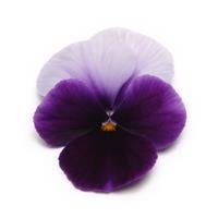 Panola XP™ Beaconsfield Pansy