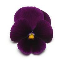 Panola XP™ Purple Pansy