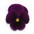 Panola XP™ Purple Pansy