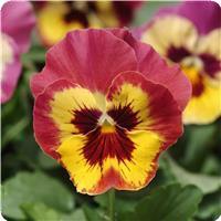 Panola XP™ Rose Picotee Pansy